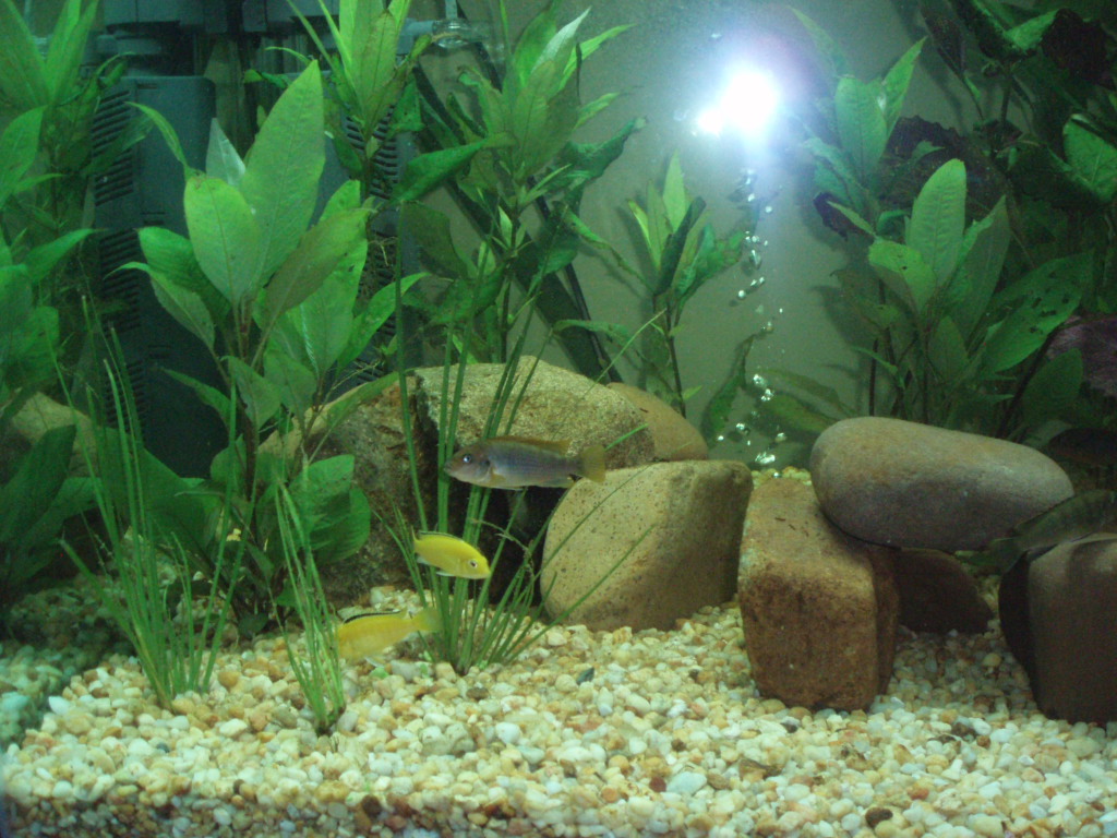 Decorating a Fish Tank | I am Mani - Life is precious - Don't waste it